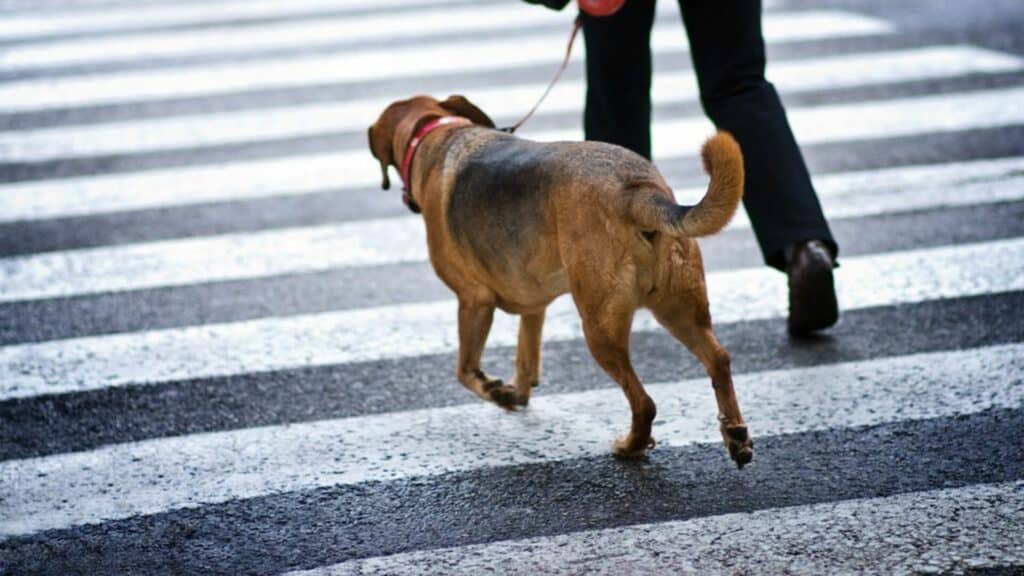 utiliser un Licol pour chien