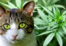 CBD pour chat