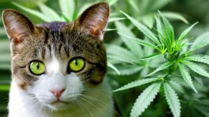 CBD pour chat