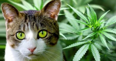 CBD pour chat