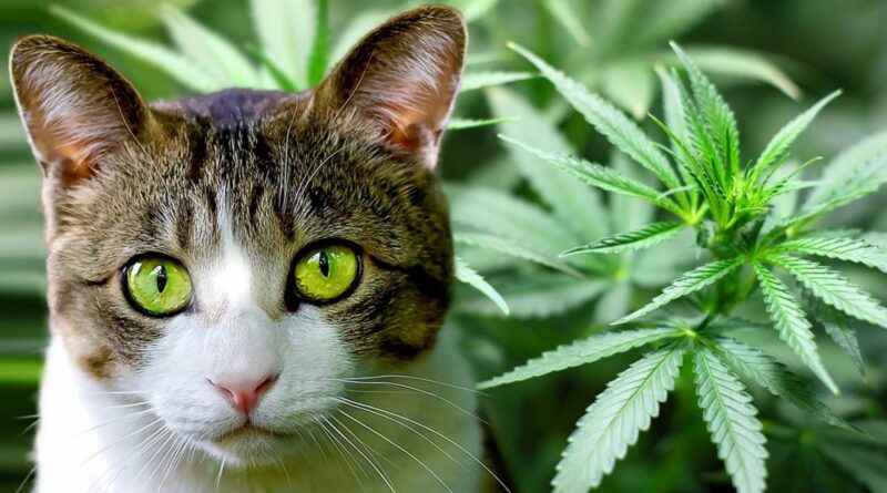 CBD pour chat