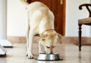 Bien choisir les croquettes pour son chien stérilisé