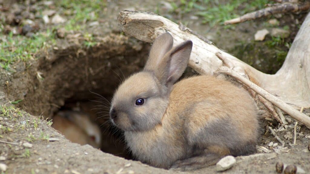 bien choisir l'habitat du lapin