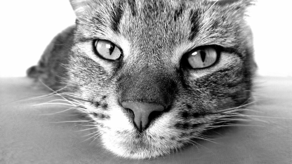 caractère du chat