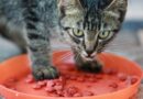 chat boulimique