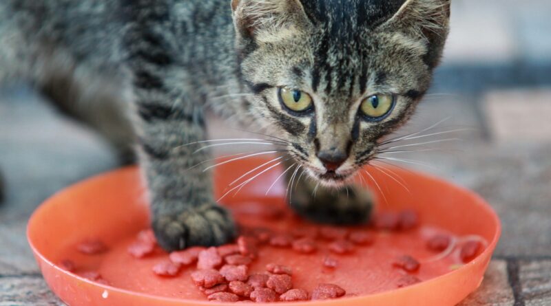 chat boulimique