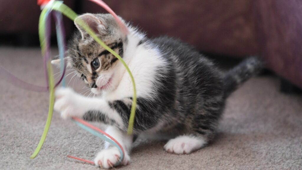 chat destructeur