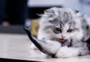 chat et poisson