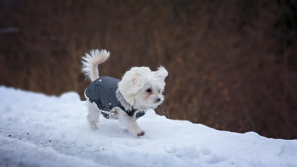 choisir habits pour chien