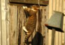 comportement chat destructeur