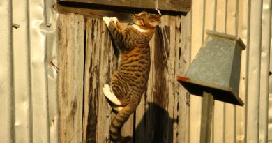 comportement chat destructeur