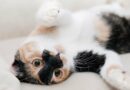 comportement et caractère du chat