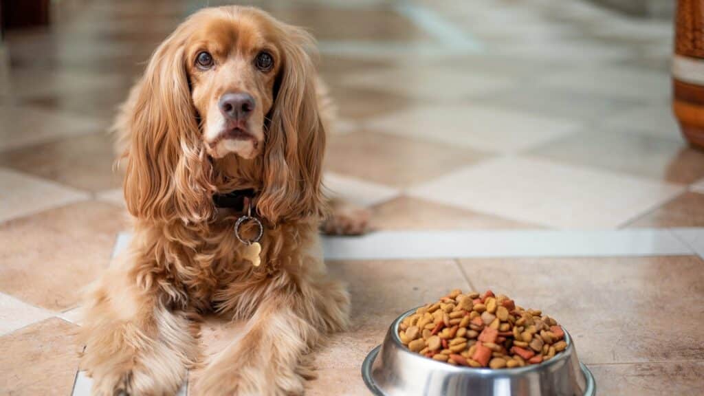 connaitre la bonne nourriture du chien