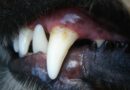 dents du chien
