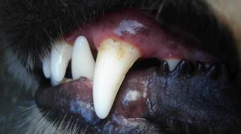 dents du chien