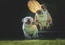 éducation du chien par le jeu