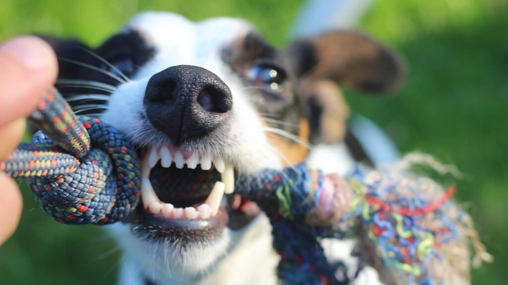 entretien dents du chien