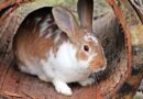 habitat du lapin