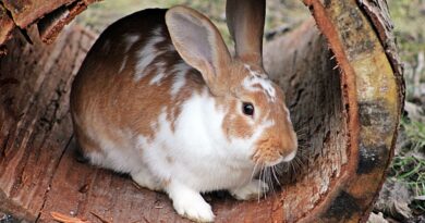 habitat du lapin