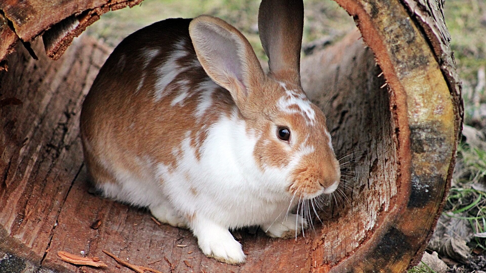 Les lapins de compagnie ont besoin d'espace et de liberté pour