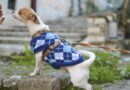 habits pour chien