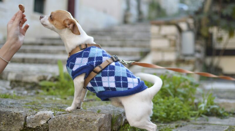 habits pour chien