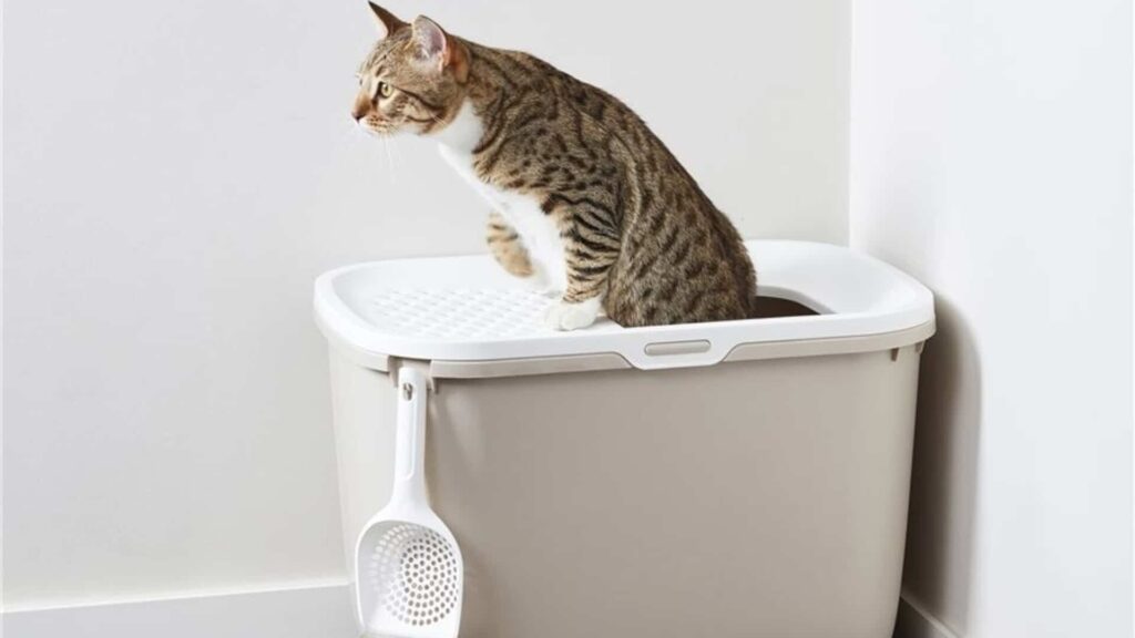 maison de toilette chat