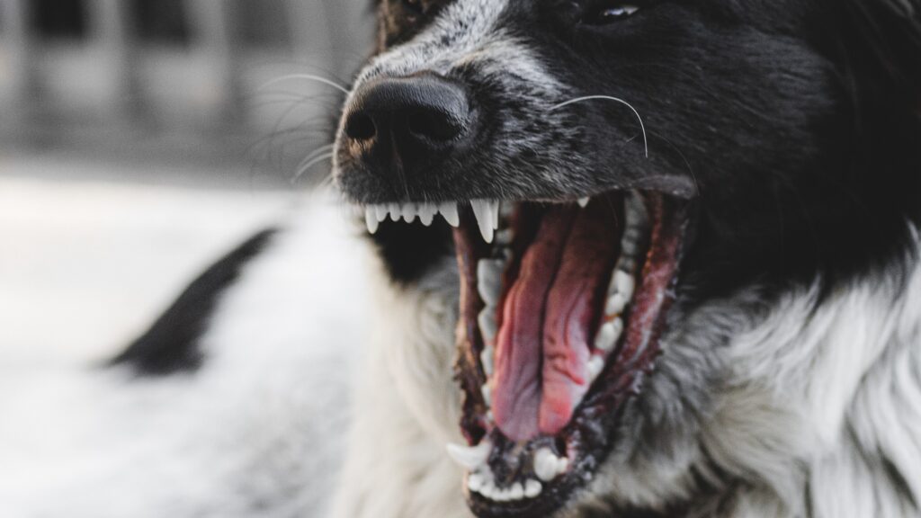 mauvaise haleine du chien que faire