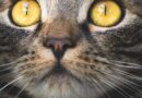 moustaches du chat