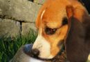 nourriture du chien