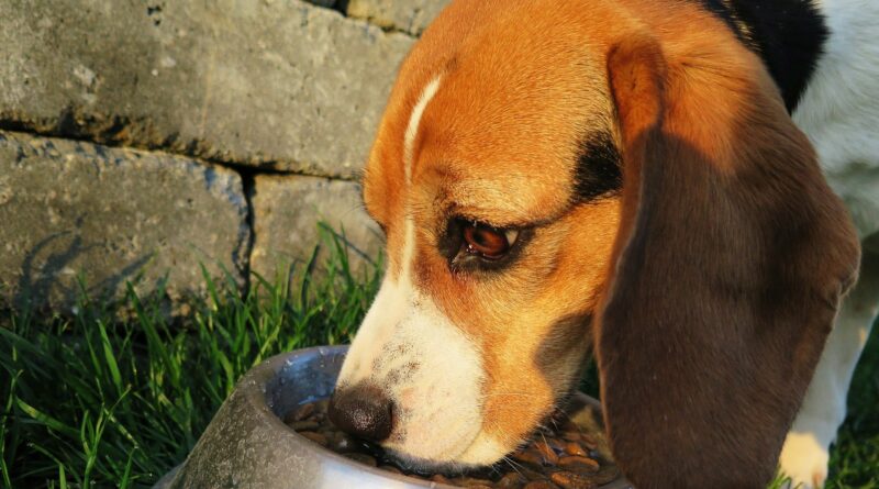 nourriture du chien