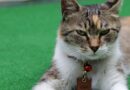 pourquoi médaille pour chat
