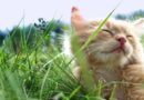 spray herbes à chat