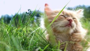 spray herbes à chat