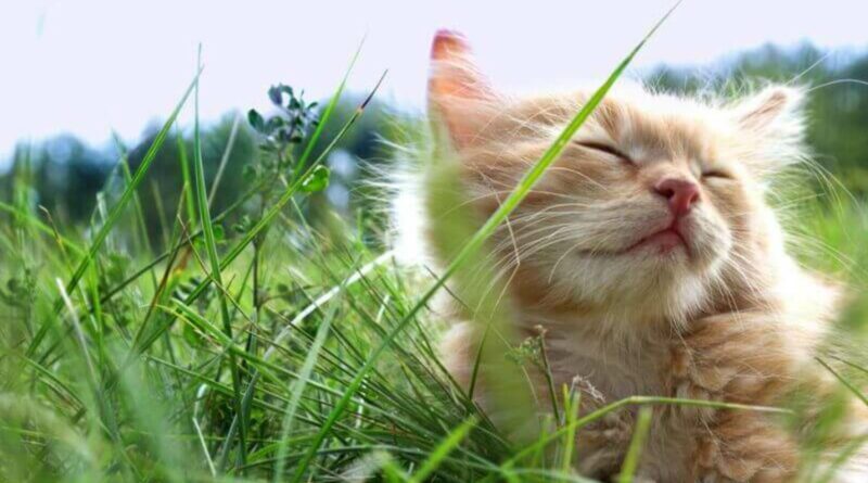 spray herbes à chat