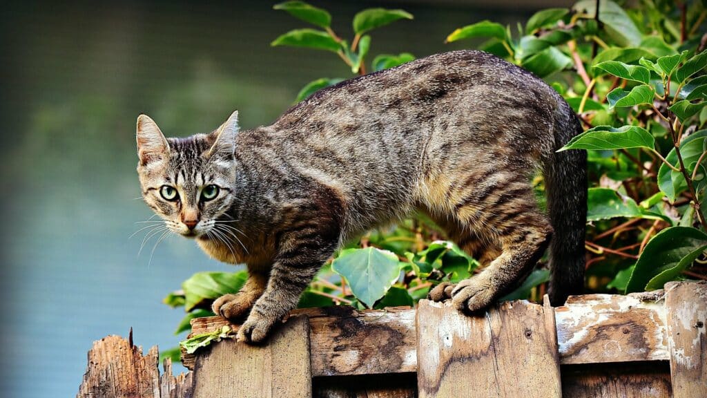 territorialité du chat