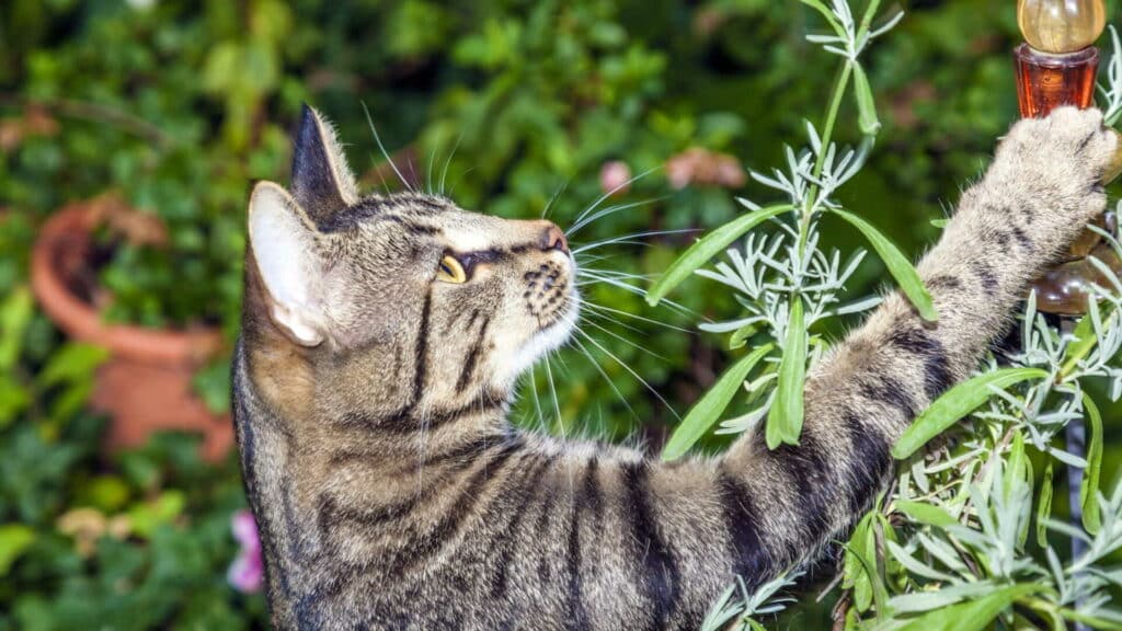 utiliser spray herbes à chat
