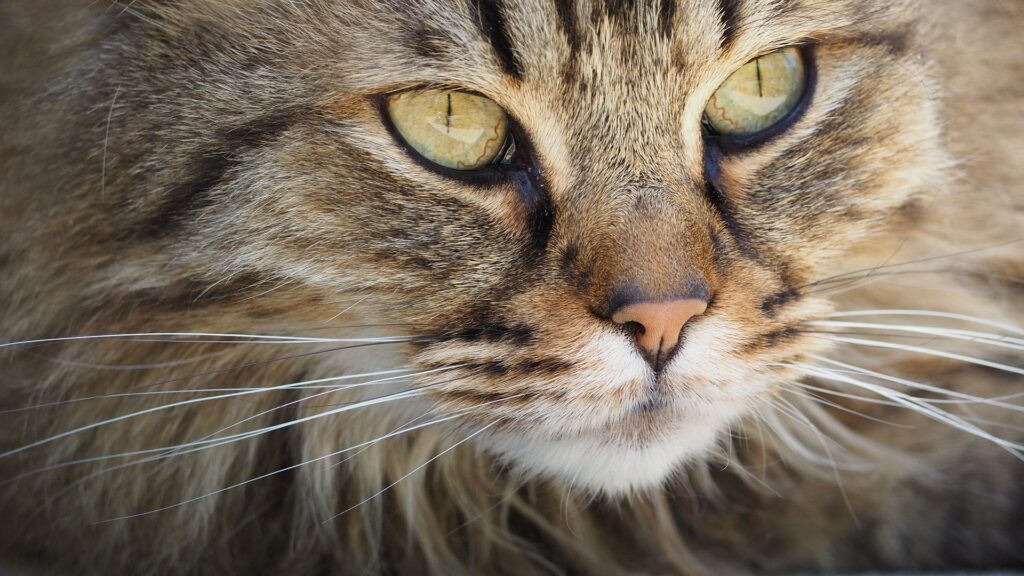 utilité moustaches du chat