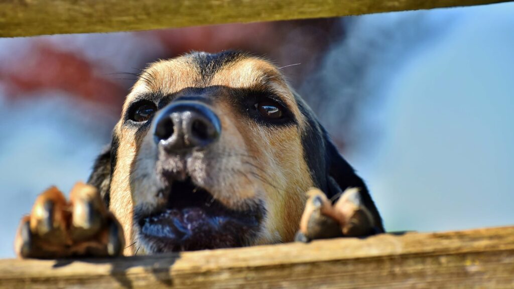 Choisir clôture anti fugue chien