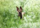 chien fugueur