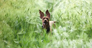 chien fugueur