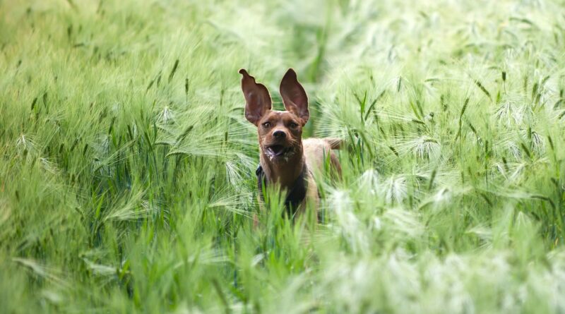 chien fugueur