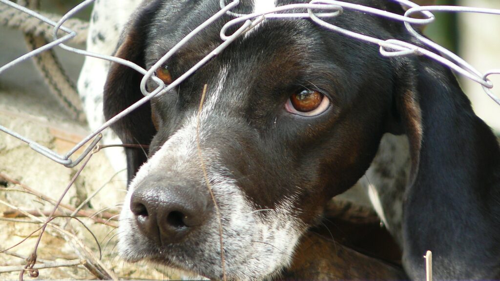 chien fugueur que faire