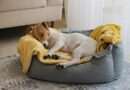 Comment apprendre à votre chien à dormir dans son panier ?
