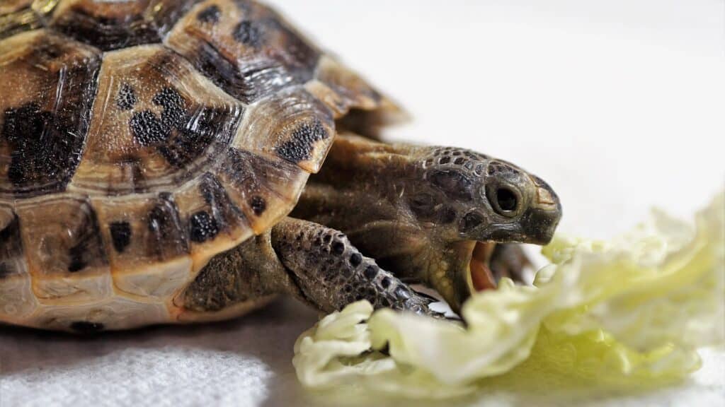 Alimentation de la tortue