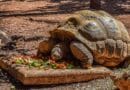 Alimentation de la tortue que choisir