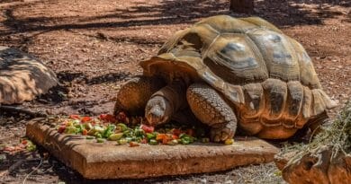Alimentation de la tortue que choisir