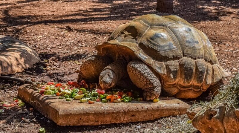 Alimentation de la tortue que choisir