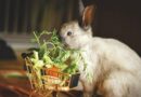 Alimentation du lapin