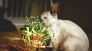 Alimentation du lapin